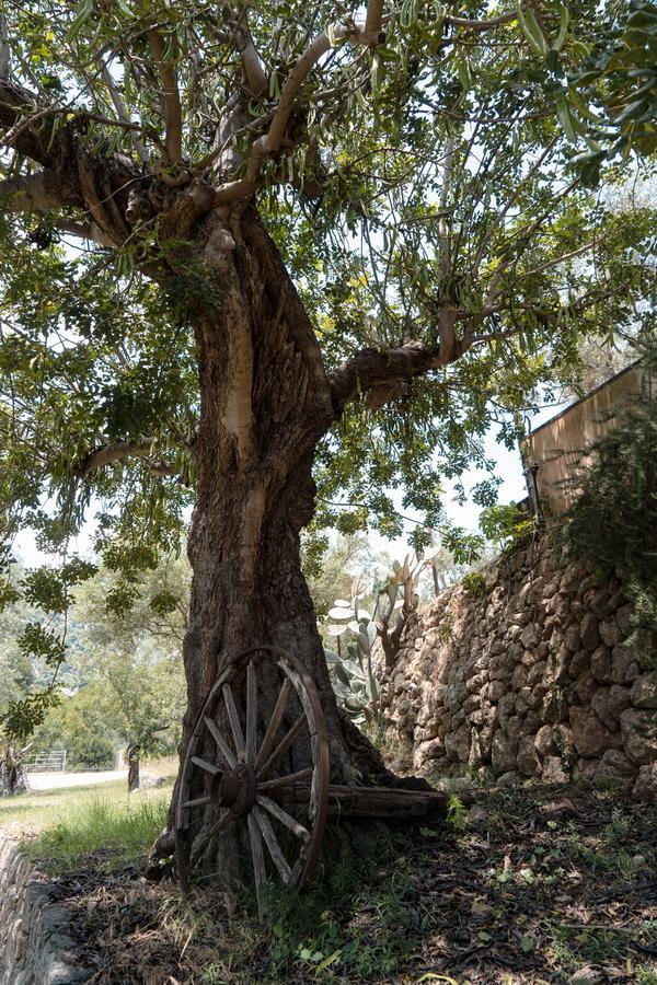 Alfabia Nou Bunyola (Buñola)